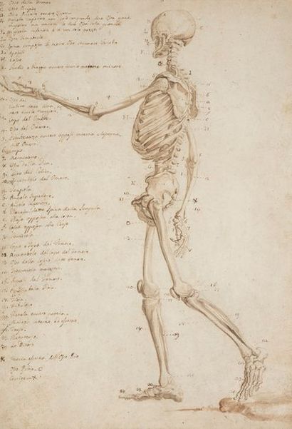 null École ITALIENNE du XVIIIe siècle
Étude de Squelette humain
Plume et encre brune...