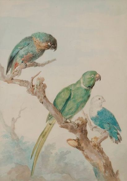 null Aert SCHUMAN (Dordrecht 1710 - La Haye 1792) 
Trois perroquets sur une branche...