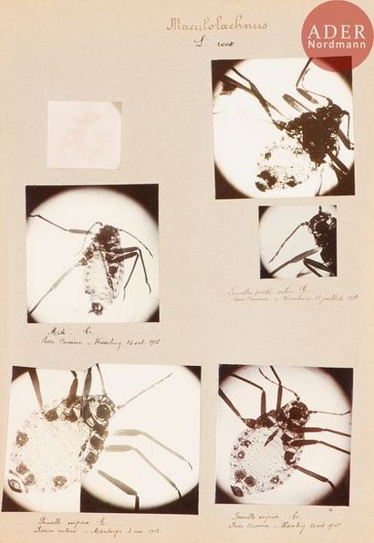 null Collection L. Gaumont
Analyse microscopique de pucerons, c. 1910-1920.
Aphididae....