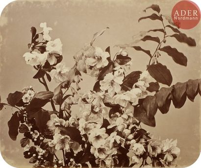 null Adolphe Braun (1812-1877)
Études de fleurs, c. 1853-1855.
80 épreuves sur papier...