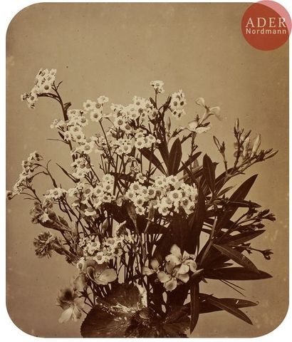 null Adolphe Braun (1812-1877)
Études de fleurs, c. 1853-1855.
80 épreuves sur papier...
