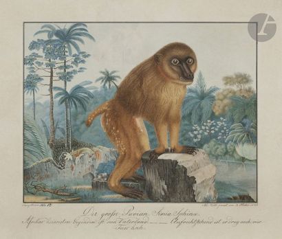 null Aloys ZÖTL (1803 - 1887)
Der Grosse Pavian. Simia Sphinx, 1836
Aquarelle et...