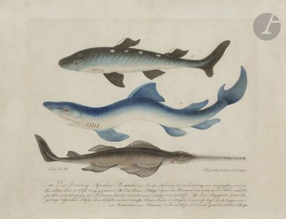 null Aloys ZÖTL (1803 - 1887)
Der Dornhay Squalus Acanthias - Der blaue Hay Squalus...