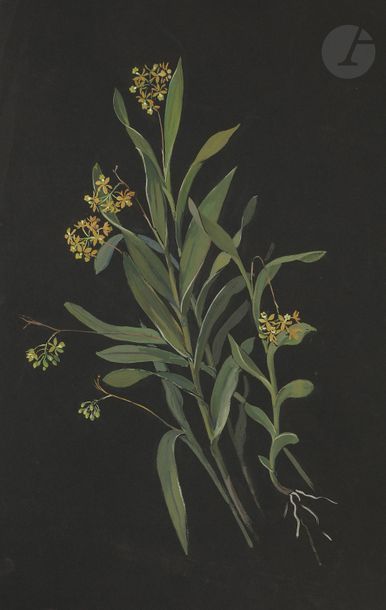 null Luisa Fernandez MORRELL (1897-1952)
études de fleurs
4 gouaches.
L’une signée.
Environ...