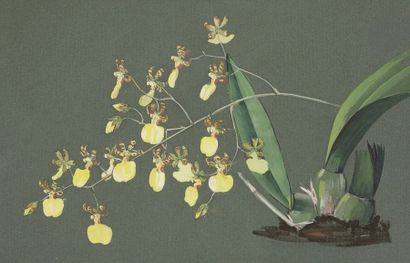 null Luisa Fernandez MORRELL (1897-1952)
études de fleurs
4 gouaches.
L’une signée.
Environ...