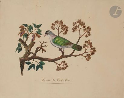 Oiseau posé sur une branche d’arbre, Inde...