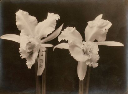 null Photographe non identifié 

Orchidées, c. 1930. 

Deux (2) épreuves argentiques...