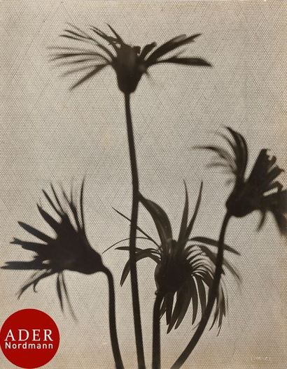 null Emmanuel Sougez (1889-1972)

Fleurs à travers un voile de tulle, c. 1935. 

Épreuve...