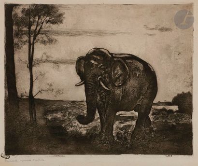 Angèle Delasalle (1867-1939) Éléphant. 1913. Eau-forte et aquatinte. 315 x 258. I.F.F....