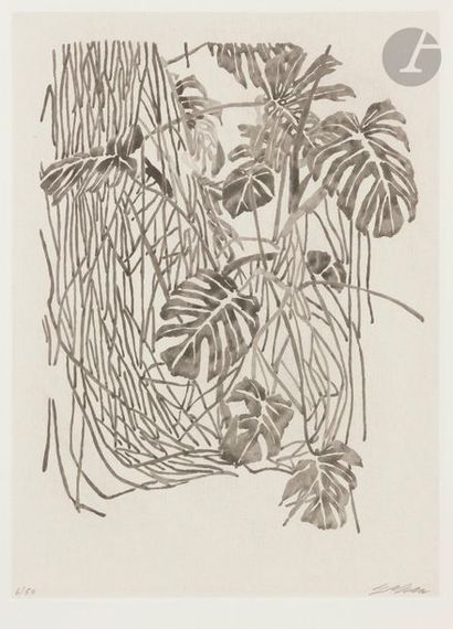 SAM SZAFRAN (NE EN 1934) Philodendron. Vers 1980. Aquatinte. 205 x 280. Parfaite...