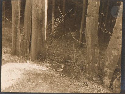 null Josef Sudek (1896 - 1976) 
La forêt, c. 1930. 
Épreuve argentique d’époque sur...