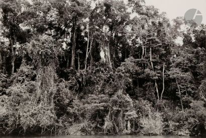 null Carol-Marc Lavriller (1933)
Australie, 1991.
Tropical Forest.
Épreuve argentique...