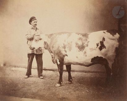 null Louis Auguste (1814-1876) & Auguste Rosalie Bisson (1826-1900), dit Bisson Frères
Vache...