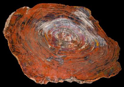 null Grande plaque de bois fossilisé dit bois pétrifié 

Envrion 100 x 63 cm