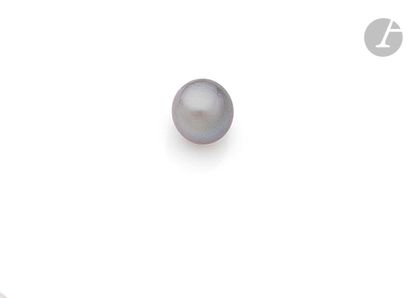 null Perle fine bouton grise sur papier. 
Dimensions : 7.54-7.55 x 7,03 mm environ.
Poids...