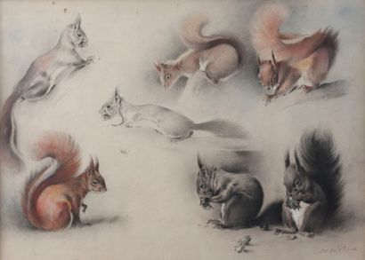 null Xavier DE PORET (1894-1975)

Etude d'écureuils 

Fusain avec rehauts de pastel...