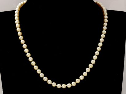null Collier composé d'un rang de perles de culture d'environ 6 à 6.5 mm agrémenté...