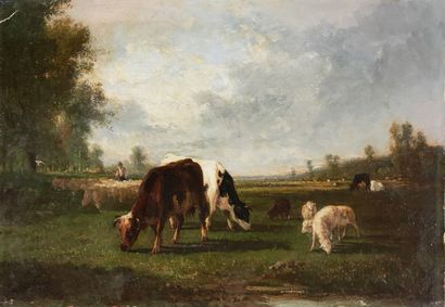 CORTES (XIXème-XXème Siècle) 
Vaches et moutons...