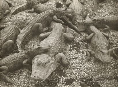 null André STEINER (1901-1978)

Zoo de Vincennes, tigre, girafes, cygne, crocodiles,...
