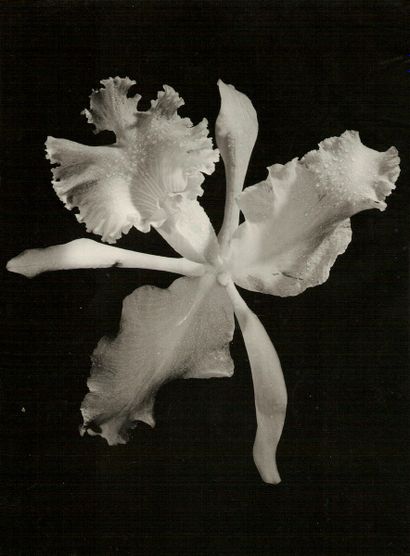 null André STEINER (1901-1978)

Raisins, fraises, orchidée, vers 1935.

3 épreuves...