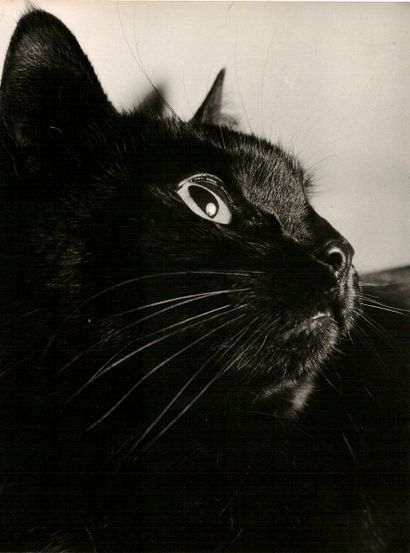 null André STEINER (1901-1978)

L’œil du chat, vers 1935.

Epreuve gélatino-argentique...
