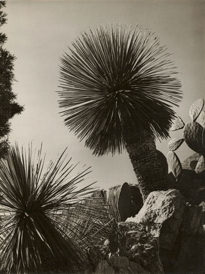 null André STEINER (1901-1978)

Monaco, jardin exotique, cactées, 1937.

3 épreuves...