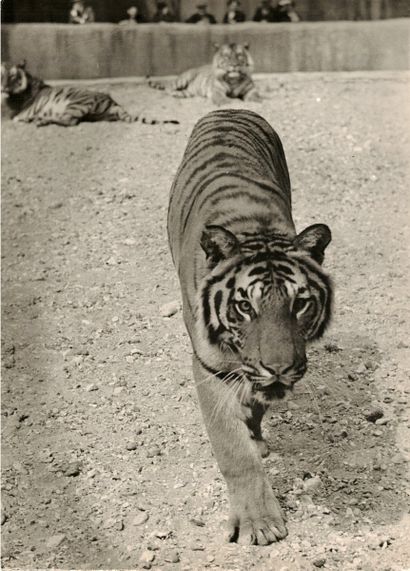null André STEINER (1901-1978)

Zoo de Vincennes, tigre, girafes, cygne, crocodiles,...