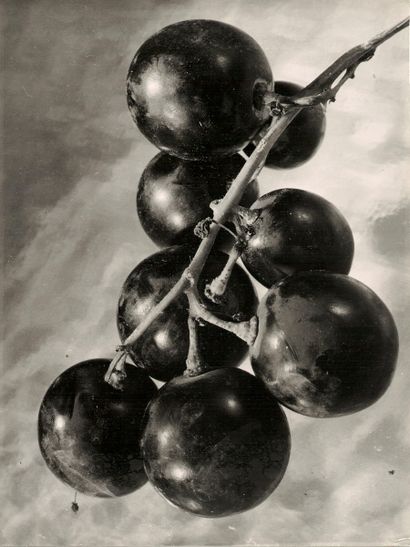 André STEINER (1901-1978)

Raisins, fraises,...