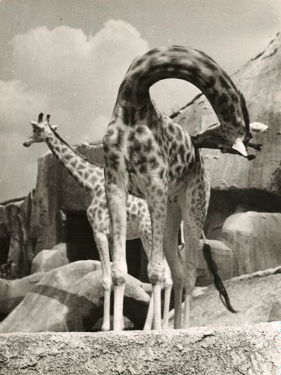 null André STEINER (1901-1978)

Zoo de Vincennes, tigre, girafes, cygne, crocodiles,...