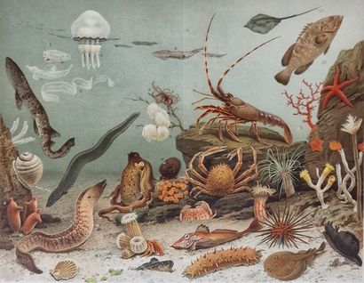 SET OF 4 LITHOGRAPHIES in color from a zoology...