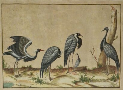 null Nicolas ROBERT (1614-1685) (d'Après) - 3 ORNYTOLOGICAL PLATES, colored prints...