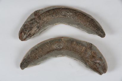 null POISSON fossile en nodule du Brésil. Tharrias araripes du cretace (Santana formation)...