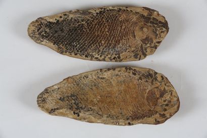 null Joli fossile de POISSON de l’eotrias de Madagascar. Conservation des écailles....