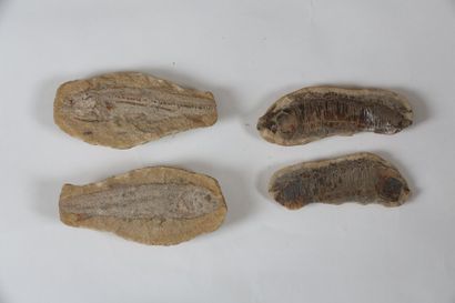 null Lot de 2 fossiles de poisson sur nodule. Brannerion latum et un Tharrias araripes...