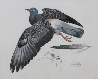null Martin KNOWELDEN - "Pigeon" - Etude à l'aquarelle sur papier signée, titrée...