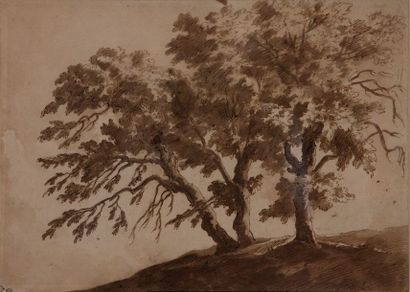 null ECOLE DU NORD Vers 1700

Etude d'un bosquet d'arbres 

Plume et encre brune...