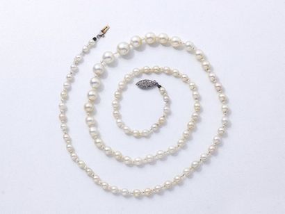 null Collier composé d'une chute de 85 perles fines d'environ 3.9 à 7.9 mm intercalées...