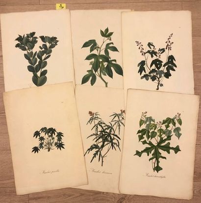 Botanique.- "Plantarum Brasilae". Ensemble de 33 gravures finement rehaussées à l'aquarelle,...