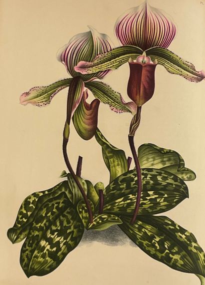 null 306幅世界上最美丽的兰花的彩色石板画--林登（J.和卢西恩）。菩提树。兰花的图像学。Brux, Lucien Linden, 1895-1901, ...