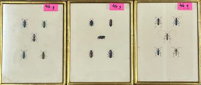 null [收集了15幅昆虫图画，集中在3张纸上。水彩画，有些用银色加强，有铅笔标记。单独安装在一个镀金的木框中。尺寸框架:(3 x) 23 x 31 cm; 主题。(15...