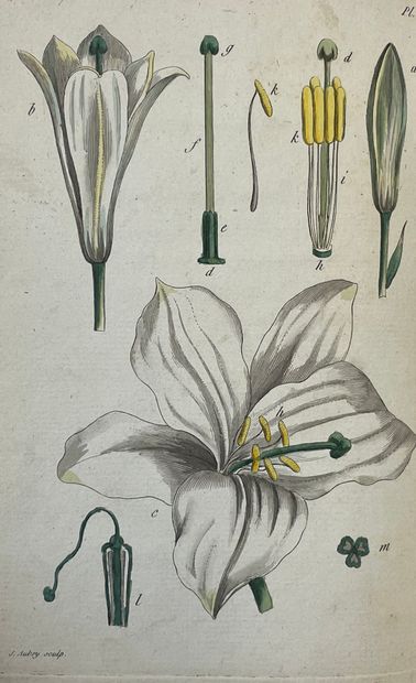 ROUSSEAU (Jean-Jacques). Lettres élémentaires sur la Botanique.(全集》第5卷和第6卷。巴黎，波因克特，1789年），（6，包括标题-前页）-393-1空白页和（6，包括标题-前页）-507-1空白页。Recueil...