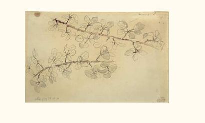 null Eugène DELACROIX (1798-1863)
Deux branches de feuillages
Aquarelle et crayon...