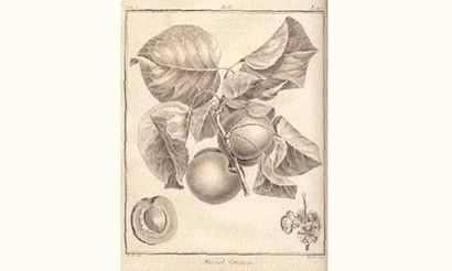 null [HORTICULTURE]. DUHAMEL du MONCEAU (Henri Louis). 

Traité des arbres fruitiers...