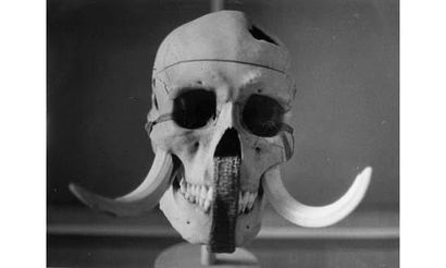 null STEINER André (1901-1978) 

“Curiosité photo” (crâne), ca. 1935.

Tirage argentique...