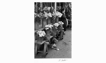 null BOUBAT Edouard (1923-1999)
Marché aux fleurs, Paris, ca. 1951.
Tirage argentique...
