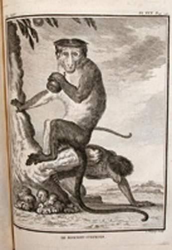 null BUFFON. Histoire naturelle.
Paris, imprimerie royale, 1750-75
18 vol. in-4 (sur...