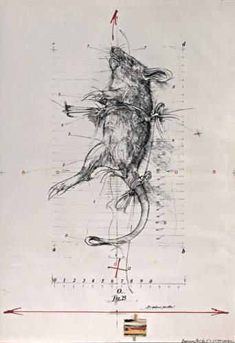 null Vladimir VELICKOVIC (1935)
“EXPERIENCE/ RAT FIG.25”, 1975

Encre de chine et...