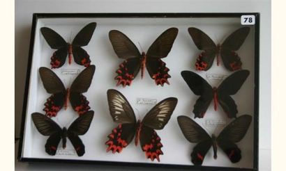 null Un coffret : Papilionidae - Atrophaneura semperi (M/F), dixoni. (8 spécimens).
Dimensions...