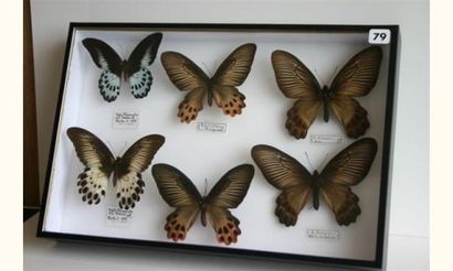 null Un coffret : Papilionidae - Atrophaneura horishanus, dixoni, Papilio polymnestor...