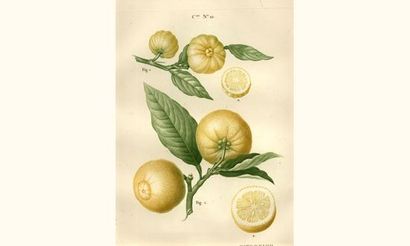 null [BOTANIQUE]. MICHEL (Étienne). Traité du citronier. Paris, L'Auteur, Artus Bertrand...